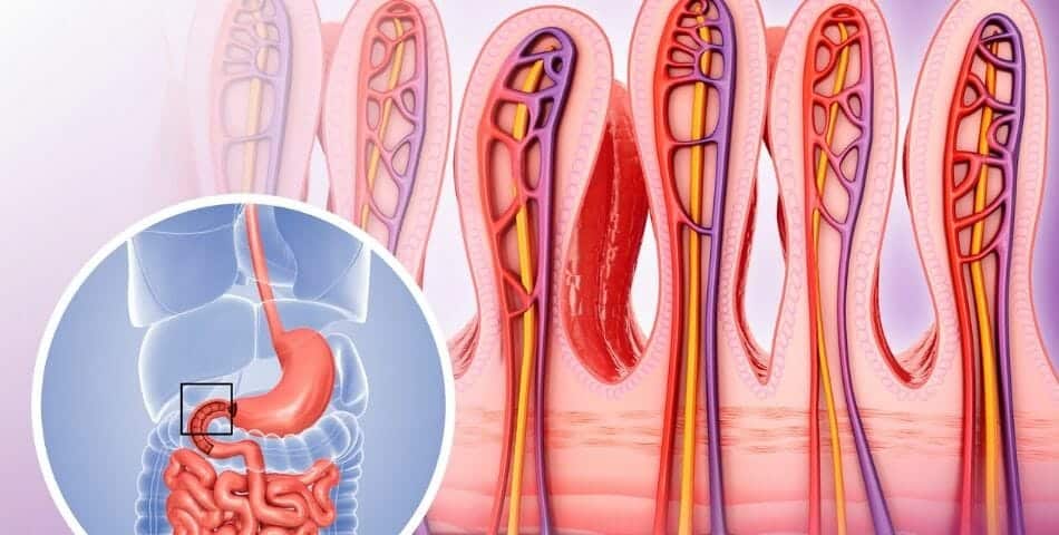 A guide to maintaining a healthy digestive system and shedding 15 pounds of belly fat featuring a diagram of the villi in the small intestine