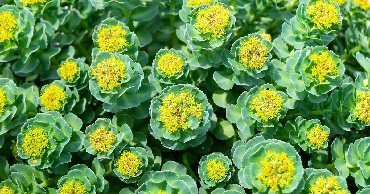 Rhodiola Rosea adrenal fatigue adaptogen