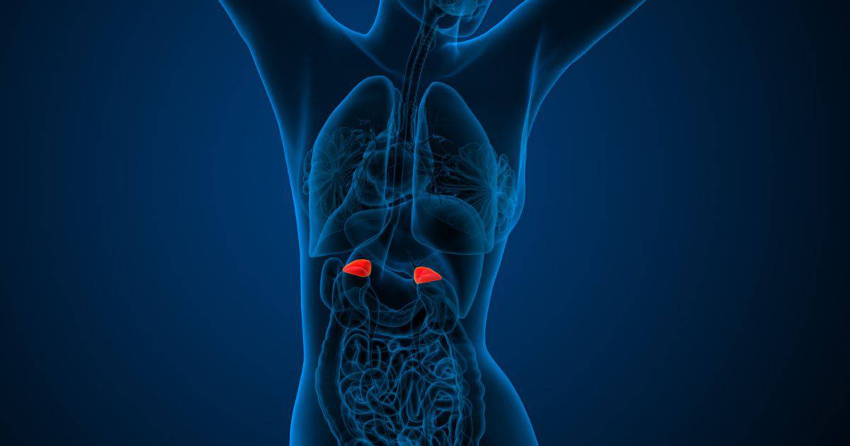 Connection between IBS and Adrenal Glands that sit above your kidneys