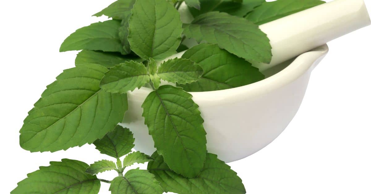 holy basil adaptogenic herb