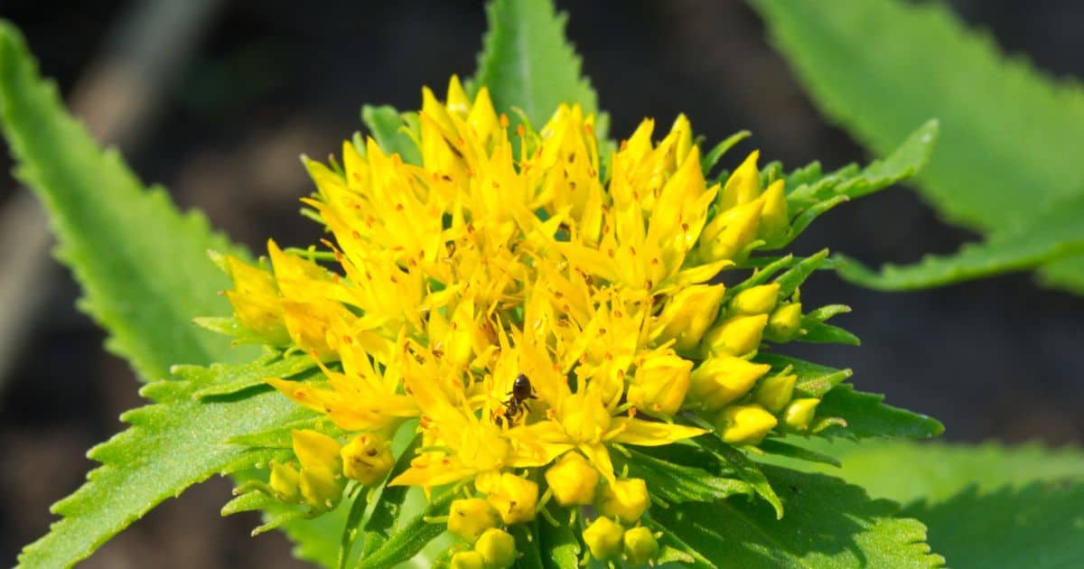 Rhodiola rosea - Adaptogens