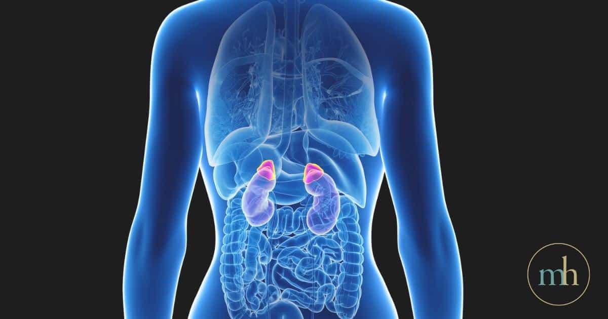 Adrenal glands physiology - glands sitting on top of your kidneys